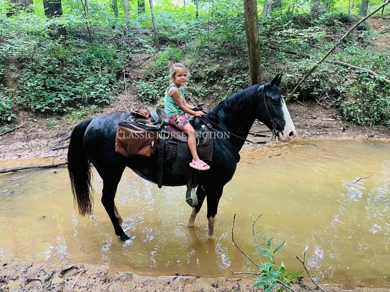 Tennessee Walking Horse Wallach 10 Jahre 152 cm Rappe in Tompkinsville, KY
