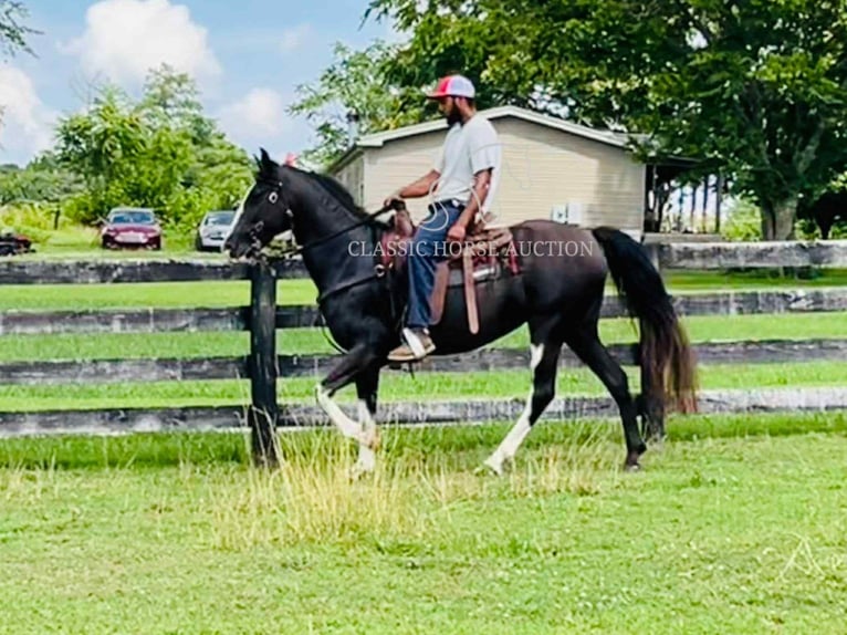 Tennessee Walking Horse Wallach 10 Jahre 152 cm Rappe in Tompkinsville, KY