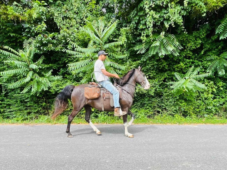 Tennessee Walking Horse Wallach 10 Jahre 152 cm Rappe in Tompkinsville, KY
