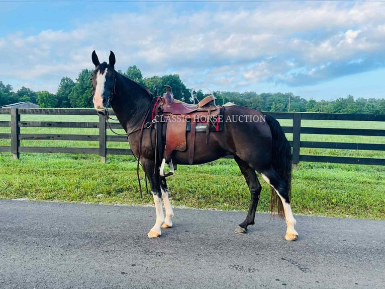 Tennessee Walking Horse Wallach 10 Jahre 152 cm Rappe in Tompkinsville, KY