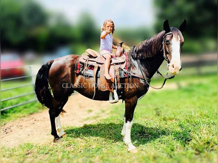 Tennessee Walking Horse Wallach 10 Jahre 152 cm Rappe in Tompkinsville, KY