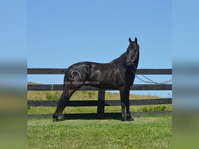 Tennessee Walking Horse Wallach 10 Jahre 152 cm Rappe in Hustonville, KY