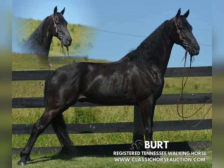 Tennessee Walking Horse Wallach 10 Jahre 152 cm Rappe in Hustonville, KY