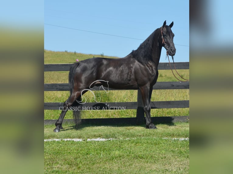 Tennessee Walking Horse Wallach 10 Jahre 152 cm Rappe in Hustonville, KY
