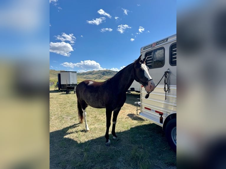 Tennessee Walking Horse Wallach 10 Jahre 152 cm Rappe in Jacksboro TX