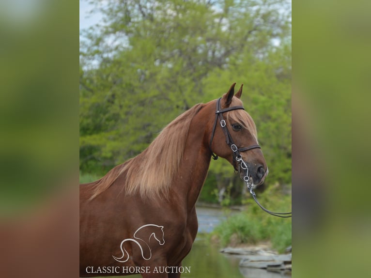 Tennessee Walking Horse Wallach 10 Jahre 152 cm Rotfuchs in Hustonville, KY