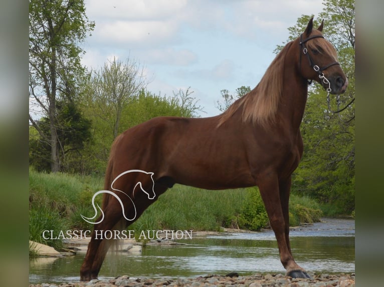 Tennessee Walking Horse Wallach 10 Jahre 152 cm Rotfuchs in Hustonville, KY