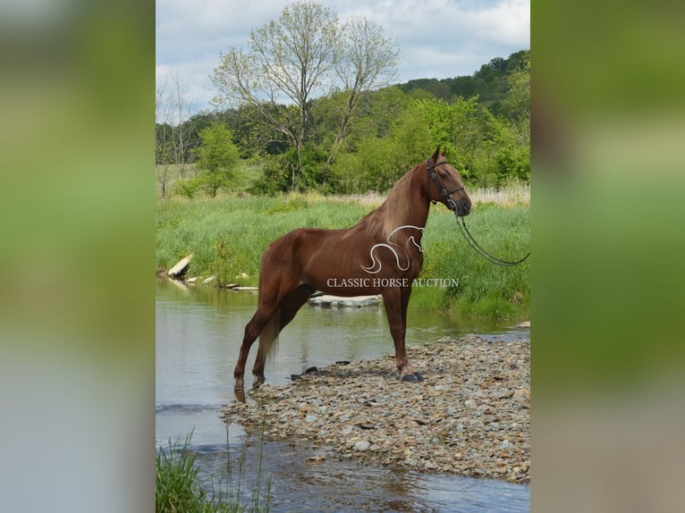 Tennessee Walking Horse Wallach 10 Jahre 152 cm Rotfuchs in Hustonville, KY