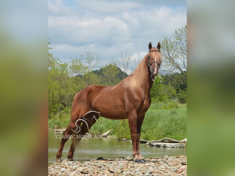 Tennessee Walking Horse Wallach 10 Jahre 152 cm Rotfuchs in Hustonville, KY