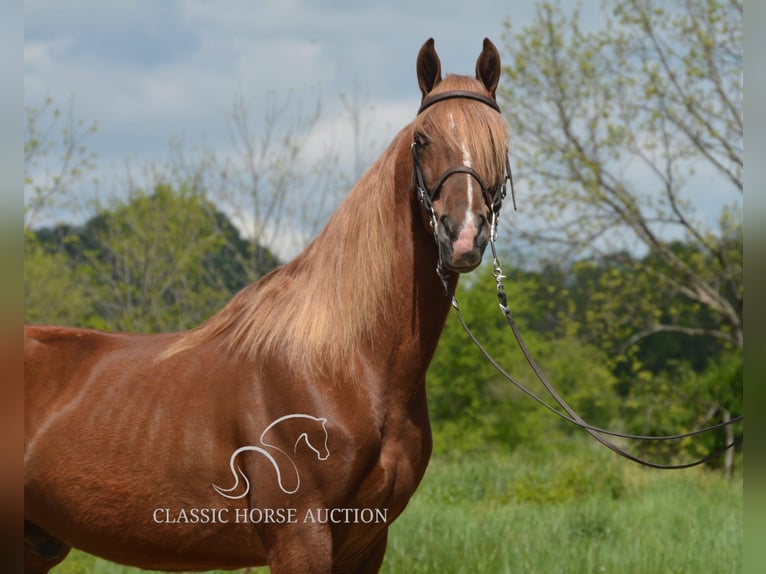 Tennessee Walking Horse Wallach 10 Jahre 152 cm Rotfuchs in Hustonville, KY