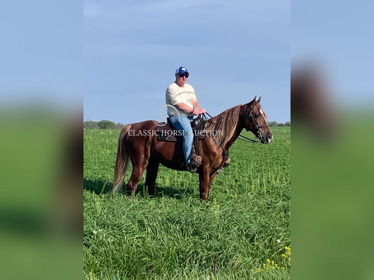 Tennessee Walking Horse Wallach 10 Jahre 152 cm Rotfuchs in Hustonville, KY