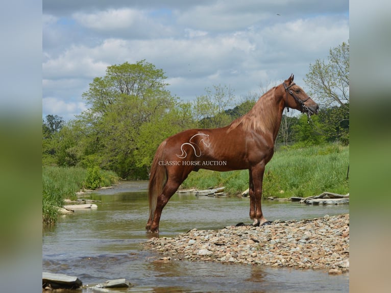 Tennessee Walking Horse Wallach 10 Jahre 152 cm Rotfuchs in Hustonville, KY