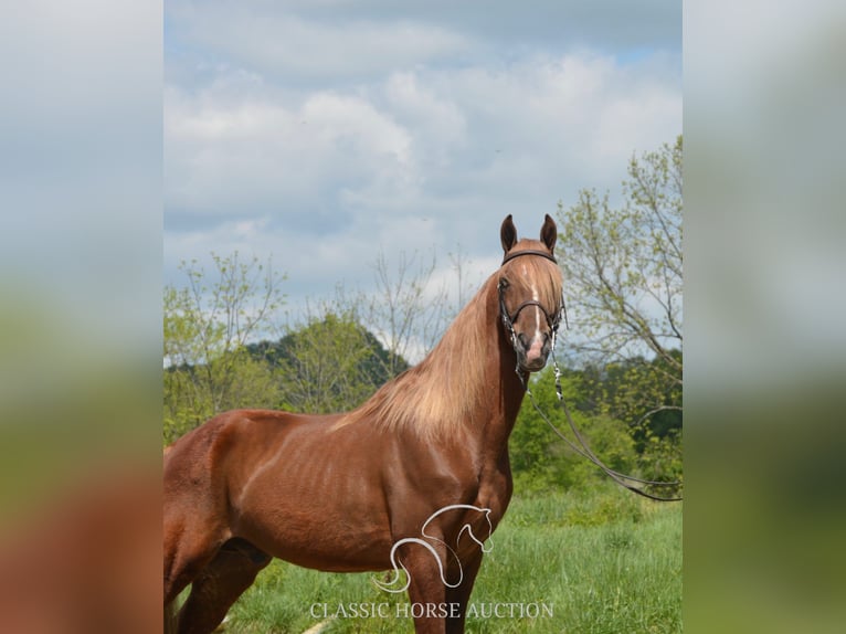 Tennessee Walking Horse Wallach 10 Jahre 152 cm Rotfuchs in Hustonville, KY