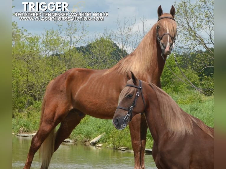 Tennessee Walking Horse Wallach 10 Jahre 152 cm Rotfuchs in Hustonville, KY