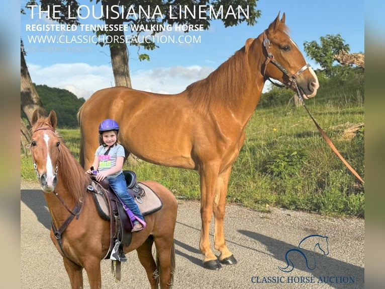 Tennessee Walking Horse Wallach 10 Jahre 152 cm Rotfuchs in Sneedville,TN