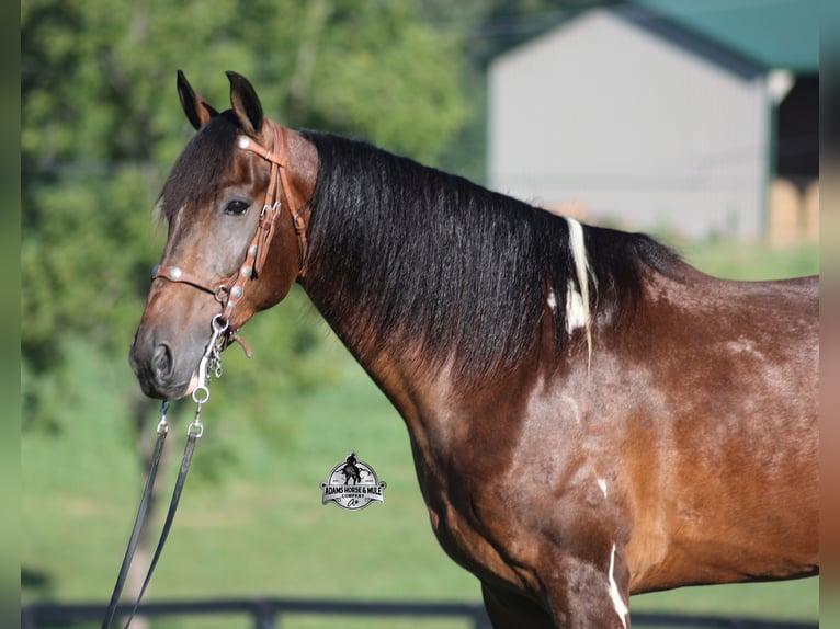 Tennessee Walking Horse Wallach 10 Jahre 152 cm Tobiano-alle-Farben in Mount Vernon