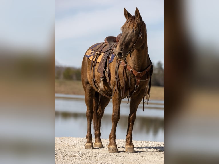 Tennessee Walking Horse Wallach 10 Jahre 155 cm Brauner in Ewing KY