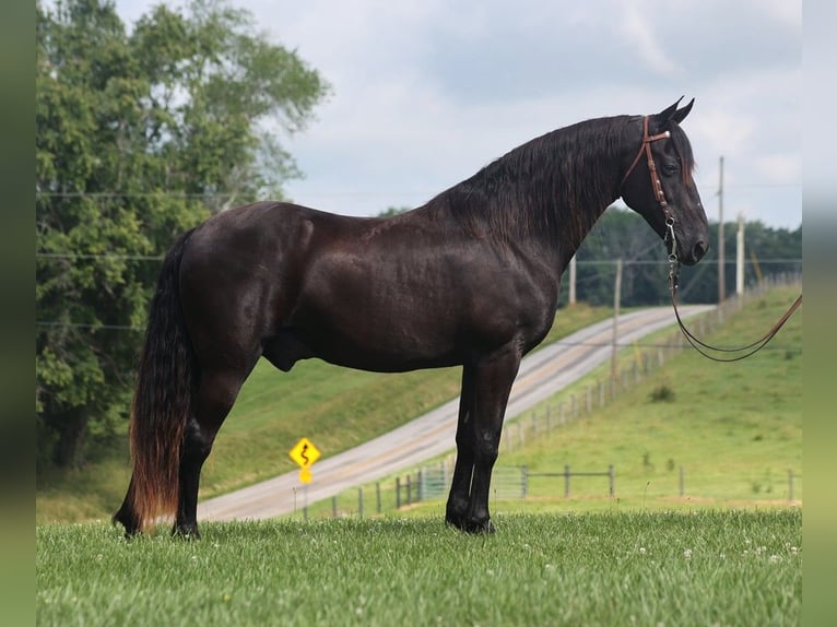 Tennessee Walking Horse Wallach 10 Jahre 155 cm Rappe in Parkers Lake KY