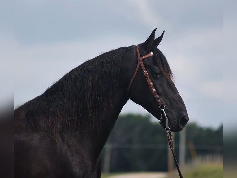 Tennessee Walking Horse Wallach 10 Jahre 155 cm Rappe in Parkers Lake KY
