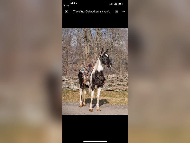 Tennessee Walking Horse Wallach 10 Jahre 157 cm Tobiano-alle-Farben in Waynesboro PA