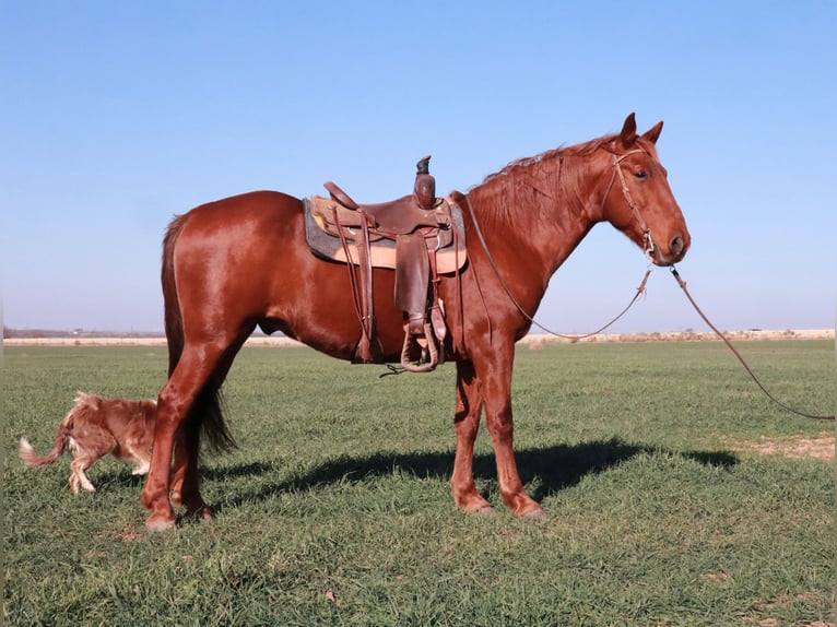 Tennessee Walking Horse Wallach 10 Jahre 160 cm Rotfuchs in Wichita Falls