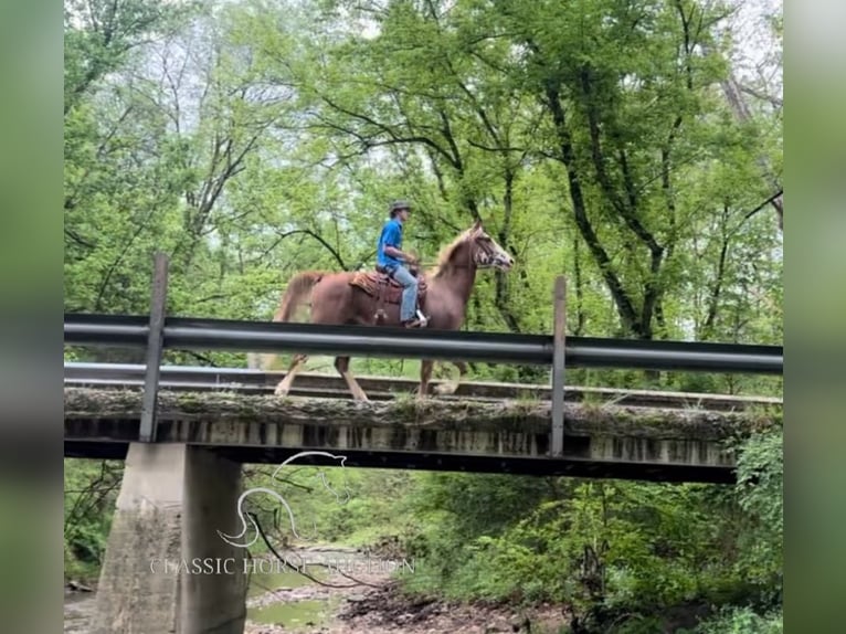 Tennessee Walking Horse Wallach 10 Jahre 163 cm Rotbrauner in Celina, TN