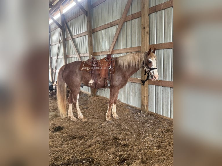 Tennessee Walking Horse Wallach 10 Jahre 163 cm Rotbrauner in Celina, TN