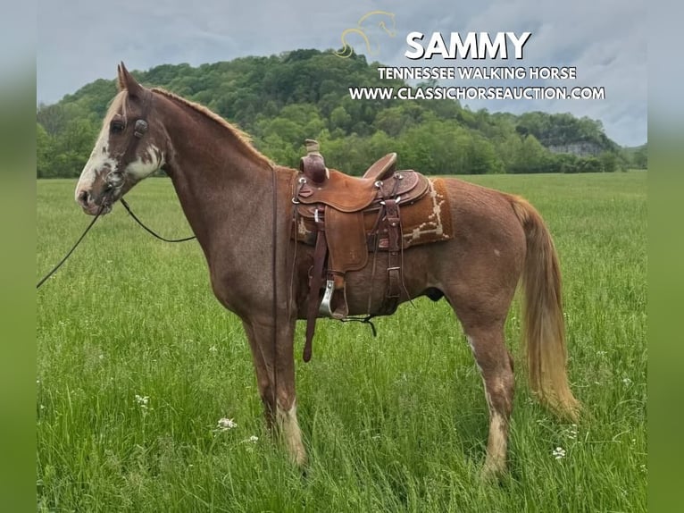 Tennessee Walking Horse Wallach 10 Jahre 163 cm Rotbrauner in Celina, TN
