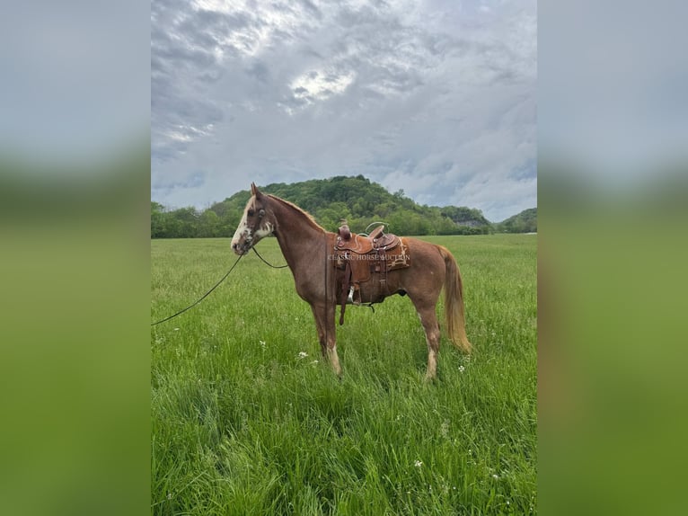 Tennessee Walking Horse Wallach 10 Jahre 163 cm Rotbrauner in Celina, TN
