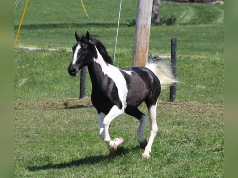 Tennessee Walking Horse Wallach 10 Jahre 163 cm Tovero-alle-Farben in Whitley City KY
