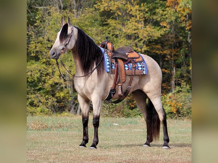 Tennessee Walking Horse Wallach 10 Jahre 165 cm Buckskin in Corinth MS