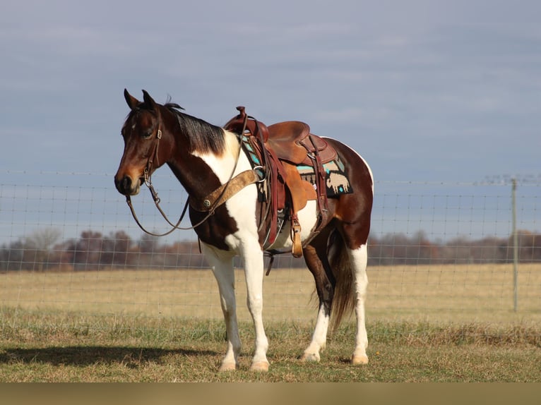 Tennessee Walking Horse Wallach 10 Jahre Rotbrauner in Sanora KY