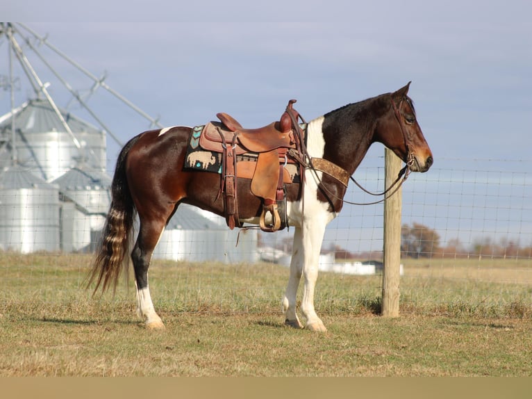 Tennessee Walking Horse Wallach 10 Jahre Rotbrauner in Sanora KY