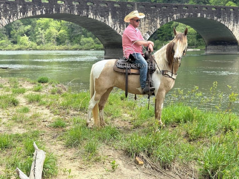 Tennessee Walking Horse Wallach 11 Jahre 142 cm Champagne in Whitley City, KY