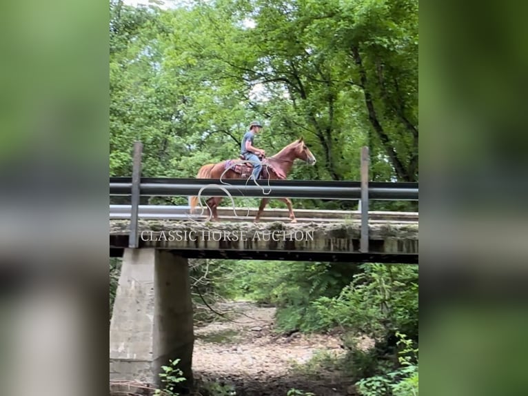 Tennessee Walking Horse Wallach 11 Jahre 142 cm Rotfuchs in Tompkinsville, KY