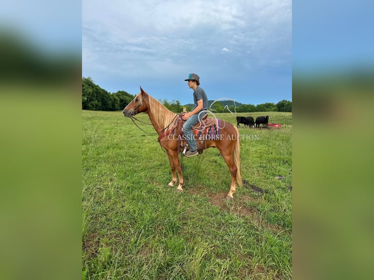 Tennessee Walking Horse Wallach 11 Jahre 142 cm Rotfuchs in Tompkinsville, KY