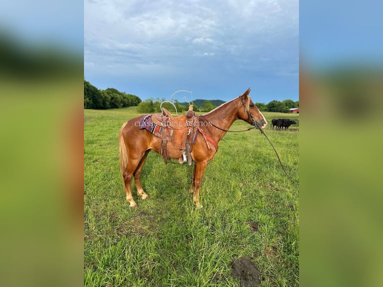 Tennessee Walking Horse Wallach 11 Jahre 142 cm Rotfuchs in Tompkinsville, KY