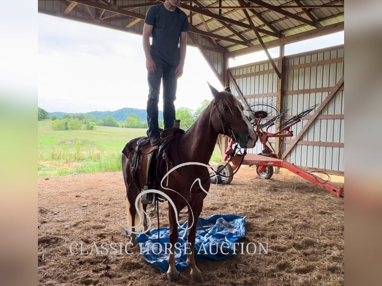 Tennessee Walking Horse Wallach 11 Jahre 142 cm Rotfuchs in Tompkinsville, KY