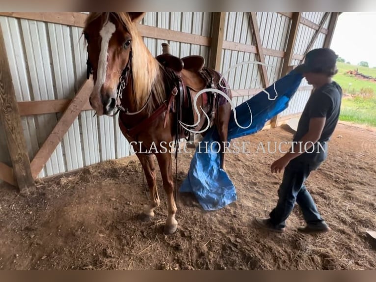 Tennessee Walking Horse Wallach 11 Jahre 142 cm Rotfuchs in Tompkinsville, KY