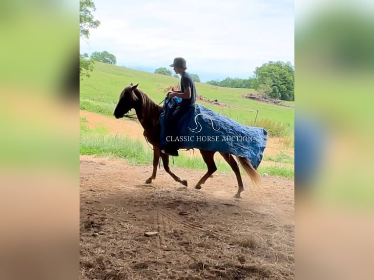 Tennessee Walking Horse Wallach 11 Jahre 142 cm Rotfuchs in Tompkinsville, KY