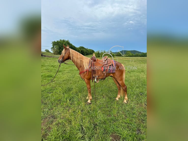Tennessee Walking Horse Wallach 11 Jahre 142 cm Rotfuchs in Tompkinsville, KY