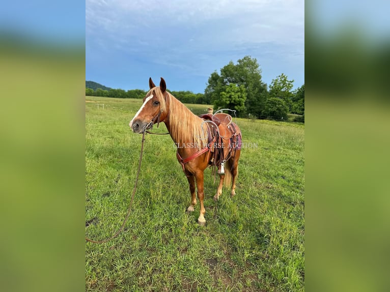 Tennessee Walking Horse Wallach 11 Jahre 142 cm Rotfuchs in Tompkinsville, KY