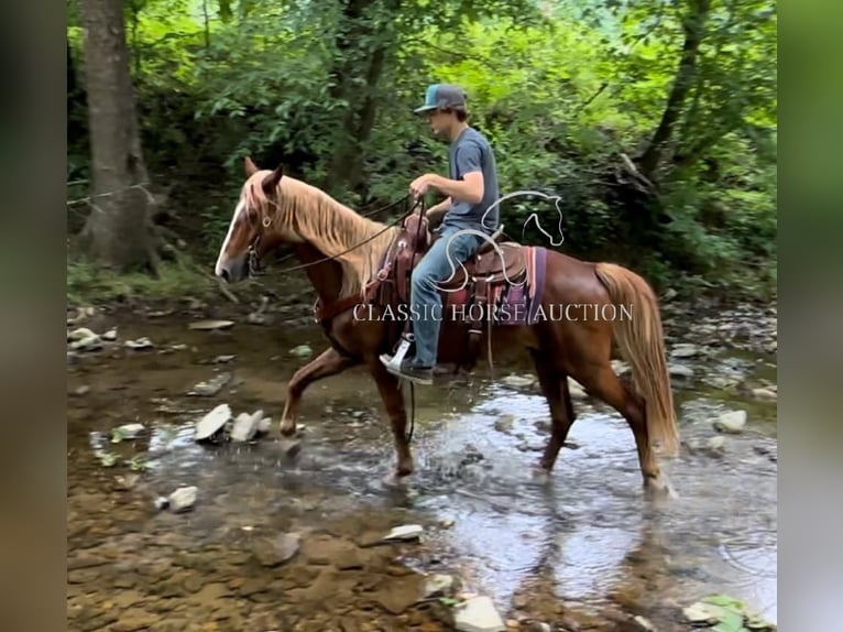 Tennessee Walking Horse Wallach 11 Jahre 142 cm Rotfuchs in Tompkinsville, KY