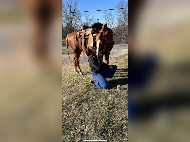 Tennessee Walking Horse Wallach 11 Jahre 142 cm Rotfuchs in Leon