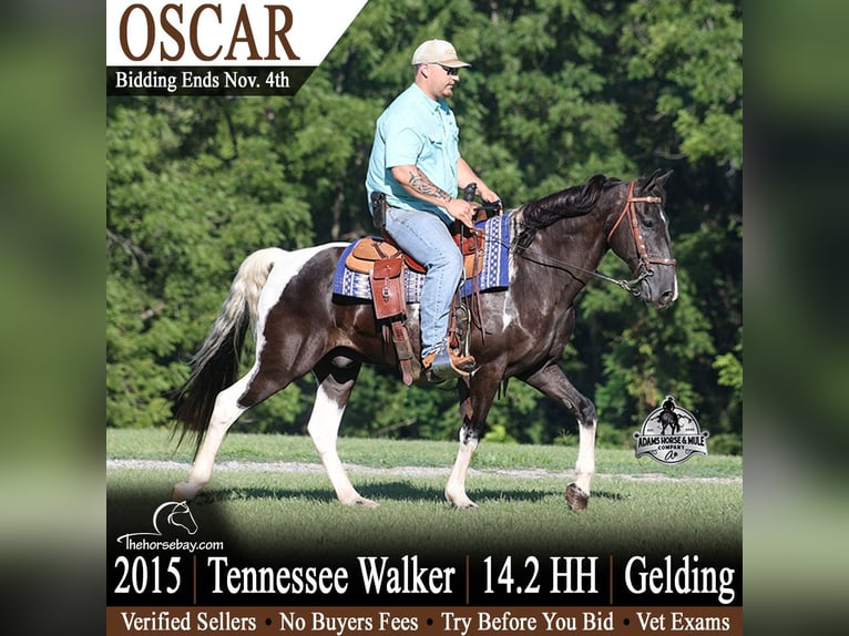 Tennessee Walking Horse Wallach 11 Jahre 147 cm Tobiano-alle-Farben in Parkers Lake, KY