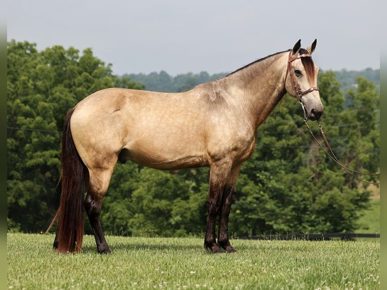 Tennessee Walking Horse Wallach 11 Jahre 150 cm Buckskin in Mount Vernon, KY