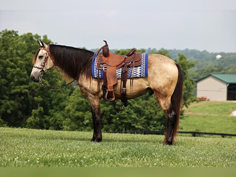 Tennessee Walking Horse Wallach 11 Jahre 150 cm Buckskin in Mount Vernon, KY