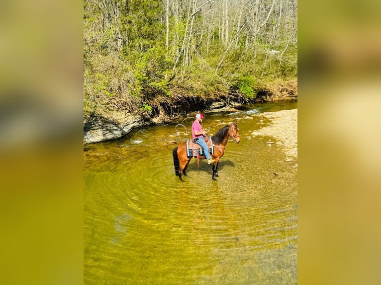 Tennessee Walking Horse Wallach 11 Jahre 152 cm in Breeding, KY