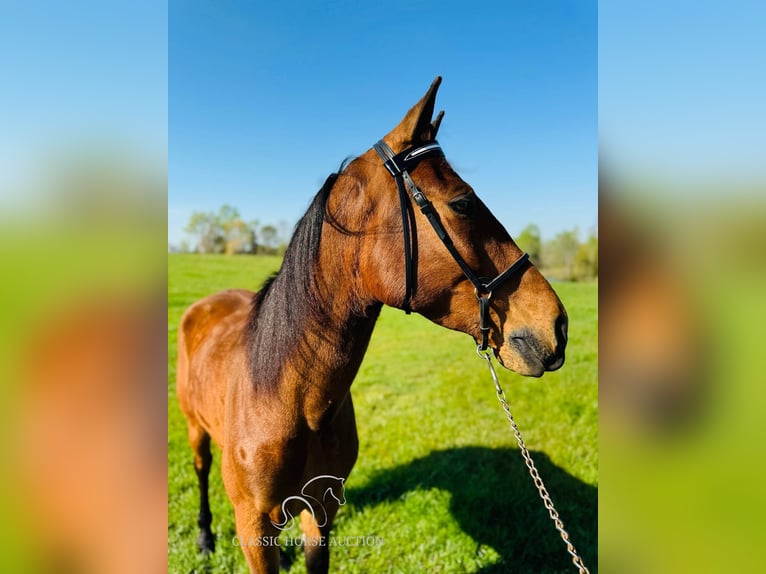 Tennessee Walking Horse Wallach 11 Jahre 152 cm in Breeding, KY