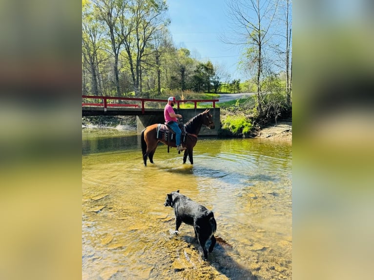 Tennessee Walking Horse Wallach 11 Jahre 152 cm in Breeding, KY